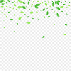 Green Leaves Background Transparent Vector. Foliage Air Design. Wild Card. Light Green Element Texture. Plant Flavor.