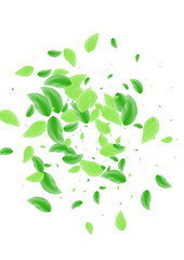 Green Foliage Background White Vector. Leaves Sprout Illustration. Flora Card. Greenish Forest Texture. Plant Peaceful.
