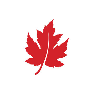 maple leaf logo vector icon illustration, red maple leaf, real maple leaf illustration.
