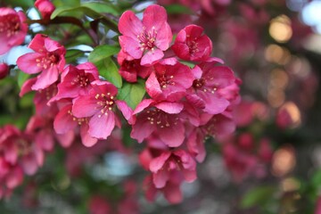 Closeup of pink apple flowers blooming in a lush garden