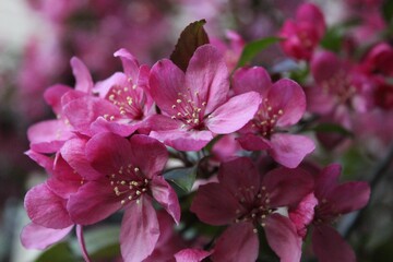 Closeup of pink apple flowers blooming in a lush garden