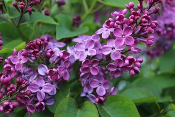 Closeup of a lilac blooming in a lush garden