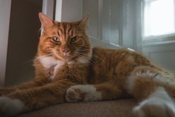 A ginger cat relaxing at home