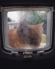 A ginger cat looking through his at flap