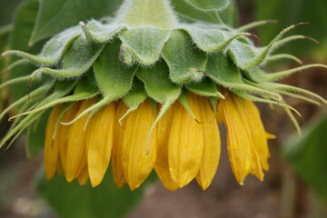 flower with dew drops