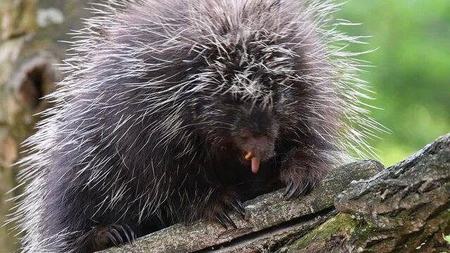 North American porcupine / Canadian porcupine (Erethizon dorsatum) in tree turning around and showing tail, native to North America