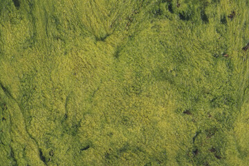 Fototapeta na wymiar filamentous green algae in river