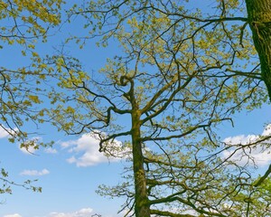 A tree with leafless branches under a blue sky