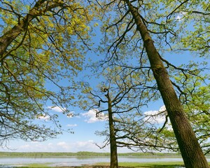 three trees near a lake under a blue sky