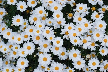 Closeup of beautiful daisies growing in a garden