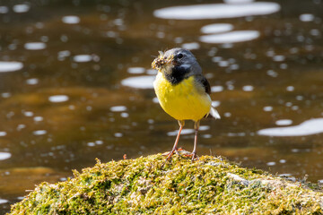 grey  wagtail on a rock with insects