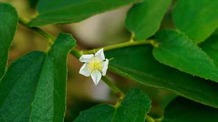 Muntingia calabura plant flower is blooming on the tree.