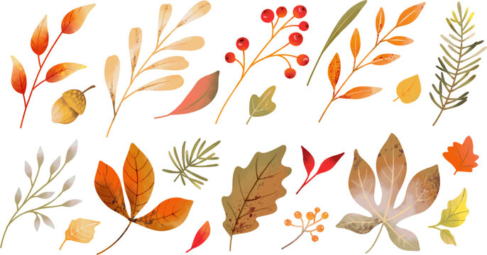 Watercolor different autumn leaves, berries and branches isolated on white background. Vector elements for fall season decor