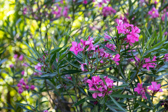 Nerium oleander, most commonly known as oleander or nerium. Close up on the flowers on this tree.
Nerium contains several toxic compounds, and it has historically been considered a poisonous plant.