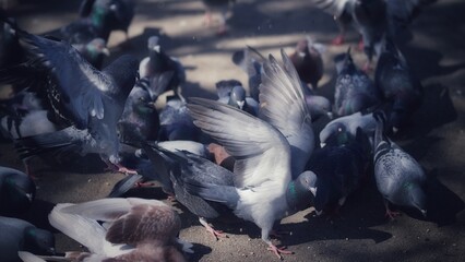 Large flock of pigeons feeding