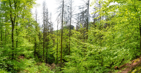 Panoramic with magical enchanted fairytale forest with fern, moss, lichen and sandstone rocks at the hiking trail in the national park Saxon Switzerland, Bad Schandau, Saxony, Germany.