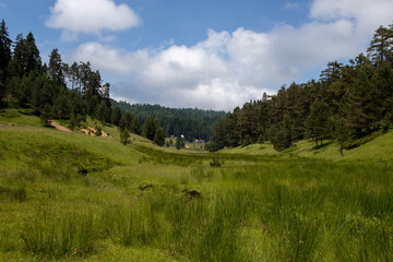 Balikli plateau forest and wooden house image