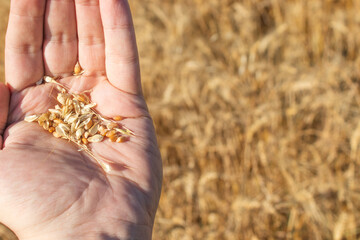 hand golding wheat grains, beautiful wheat farm on the background. Harvest and agriculture.
