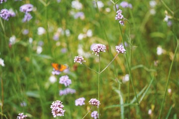 Vibrant landscape featuring a field of purple flowers set against a backdrop of lush green foliage