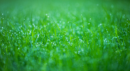 zielona trawa na wiosne, piękny zielony trawnik w ogrodzie	 - obrazy, fototapety, plakaty
