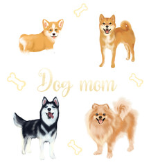 Dog mom illustration transparent background with corgi, shiba-Inu, hasky, Pomeranian spitz