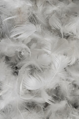 nice white duck feathers. background or texture