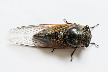 Macro closeup of a cicada, white background