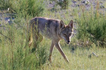 Coyote walking in green grass, looking into the camera at Preserve Henderson, Nevada