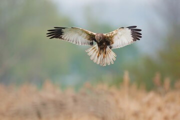 Aerial view of a marsh harrier soaring through a golden wheat field