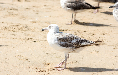 Seagulls on the beach