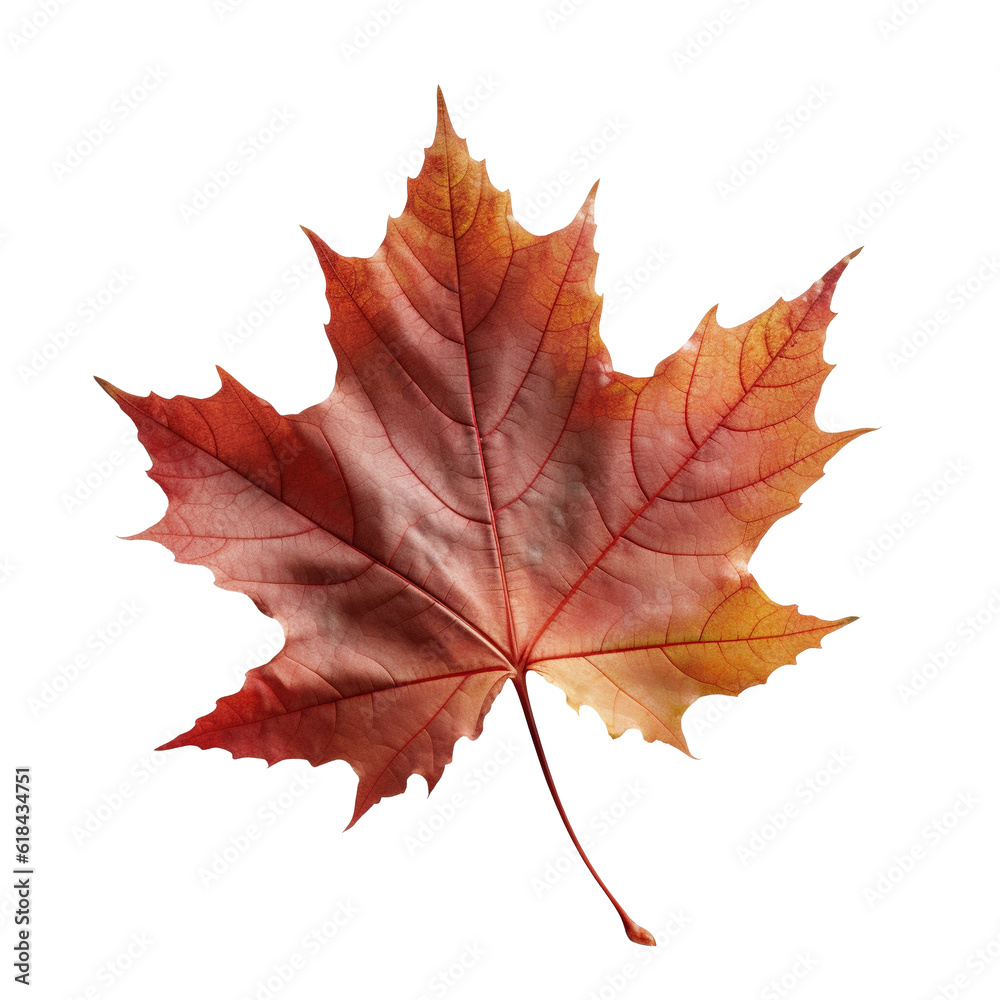 Wall mural beautiful autumn leaf isolated on white background with clipping path. full depth of field. focus st