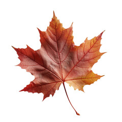 Fototapeta premium Beautiful autumn leaf isolated on white background with clipping path. Full Depth of field. Focus stacking. PNG. Generative AI technology