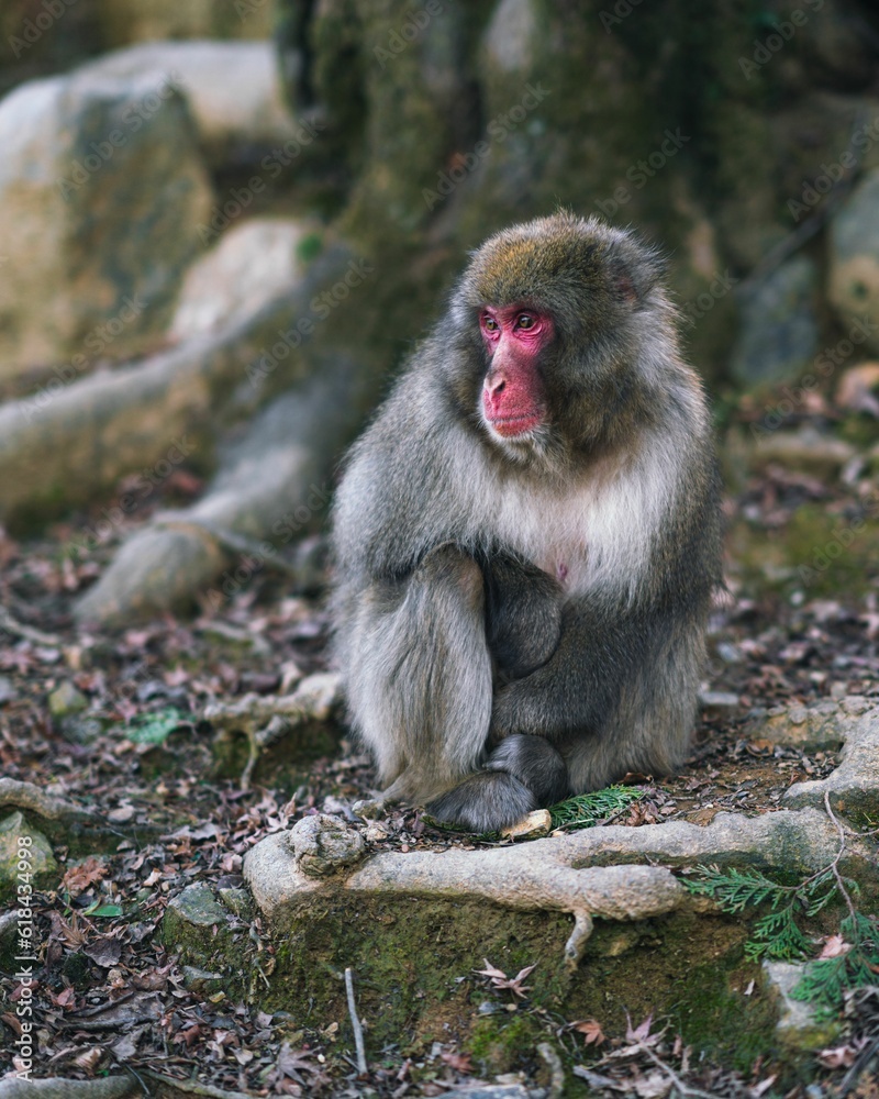 Sticker Close-up shot of a Japanese macaque monkey looking downwards