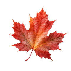 Fototapeta premium Beautiful autumn leaf isolated on white background with clipping path. Full Depth of field. Focus stacking. PNG. Generative AI technology
