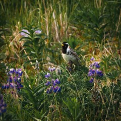 Close up of a Lapland longspur bird atop a vibrant lupin flower, Alaska