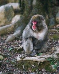 Close-up shot of a Japanese macaque monkey looking downwards