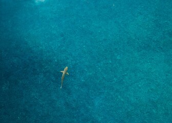 Aerial shot looking straight down showing a shark swimming in the ocean in Palau