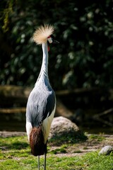 Vertical of a Grey crowned crane in a zoo