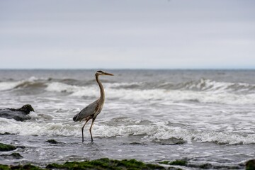 Great blue heron standing on Arroyo Burro Beach, California.