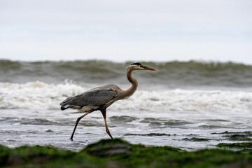 Great blue heron walking along the shore. Arroyo Burro Beach, California.