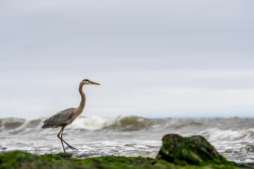 Great blue heron walking along the shore. Arroyo Burro Beach, California.