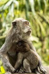 Mother with her baby monkey