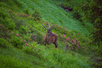 a grazing red deer stag, cervus elaphus with velvet antlers on a mountain meadow with the blooming...