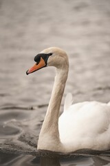Obraz premium Graceful mute swan floating in a peaceful pond