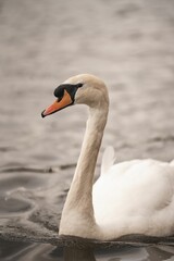 Graceful mute swan floating in a peaceful pond