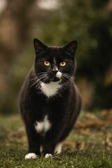Naklejka na ściany i meble Close-up of black Bicolor cat in the grassy field