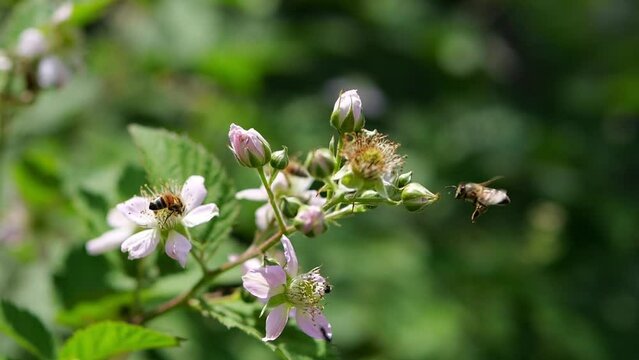 Bees sit on white flowers and collect honey, nectar and pollen. A blackberry bush bloomed in the spring.