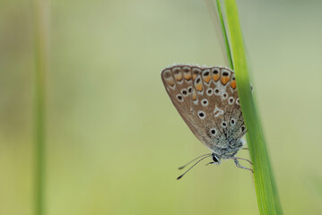 Motyl modraszek ikar na trawie na łące © Elżbieta Kaps