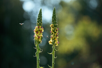 Kwitnąca dziewanna na łące latem  © Elżbieta Kaps