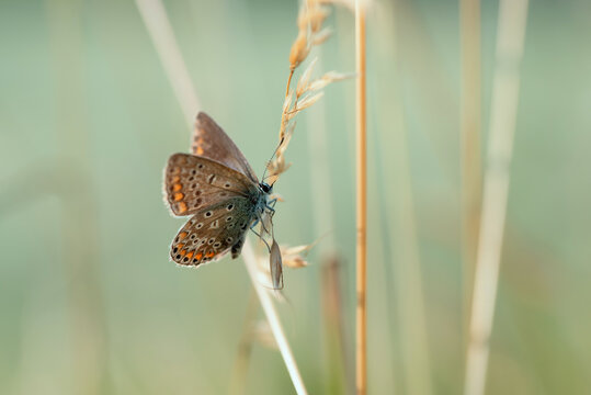 Motyl modraszek ikar na trawie na łące